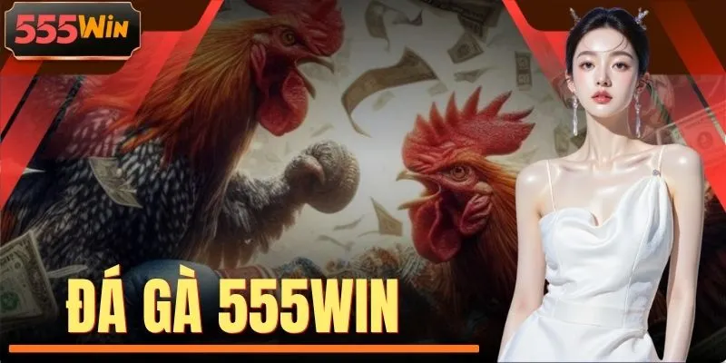 Đá Gà 555WIN - 108+ Trận So Tài Nảy Lửa Trên Đấu Trường