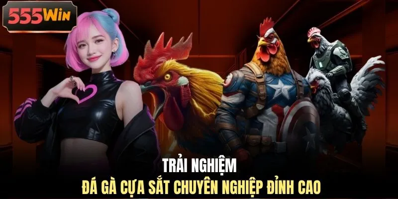 Trải nghiệm đá gà cựa sắt chuyên nghiệp đỉnh cao