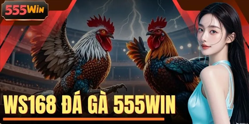 WS168 Đá Gà 555WIN - 40+ Trận, Kịch Tính Từng Hiệp So Tài